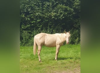 Paint Horse, Stallion, 2 years, 14,3 hh, Pearl