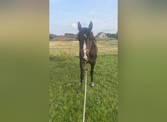 Paint Horse, Hengst, 2 Jahre, 14,3 hh, Schwarzbrauner