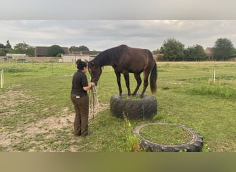 Paint Horse, Hengst, 2 Jahre, 14,3 hh, Schwarzbrauner