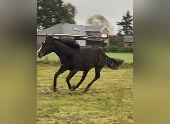 Paint Horse, Stallion, 2 years, 14.3 hh, Smoky-Black