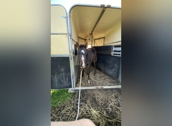 Paint Horse, Stallion, 2 years, 14.3 hh, Smoky-Black