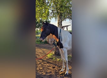 Paint Horse, Stallion, 2 years, 14.3 hh, Tobiano-all-colors Paint Horse, Stallion, 2 years, 14.3 hh, Tobiano-all-colors