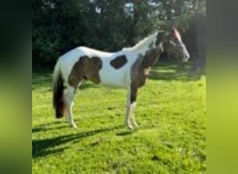 Paint Horse, Stallion, 2 years, 14 hh, Buckskin