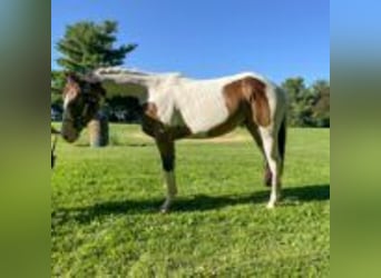 Paint Horse, Stallion, 2 years, 14 hh, Buckskin