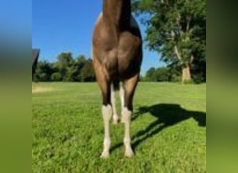 Paint Horse, Stallion, 2 years, 14 hh, Buckskin