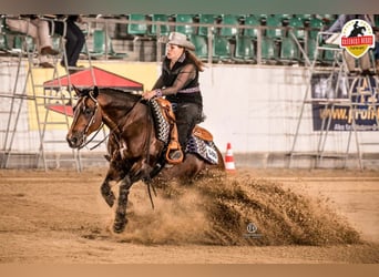 Paint Horse, Stallion, 2 years, 14,1 hh, Brown