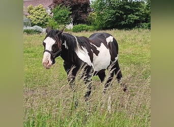 Paint Horse, Stallion, 2 years, 14,2 hh, Overo-all-colors