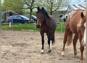Paint Horse, Stallion, 2 years, 14,2 hh, Pinto