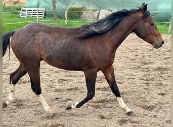 Paint Horse, Stallion, 2 years, 14,2 hh, Pinto