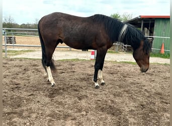 Paint Horse, Stallion, 2 years, 14,2 hh, Pinto