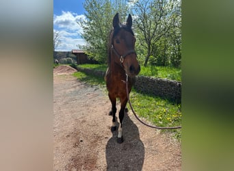 Paint Horse, Stallion, 2 years, 14,2 hh, Pinto