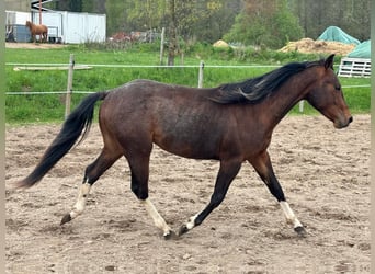 Paint Horse, Stallion, 2 years, 14,2 hh, Pinto