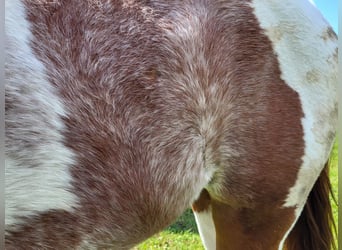 Paint Horse, Stallion, 2 years, 14,2 hh, Tobiano-all-colors