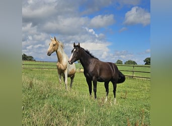 Paint Horse, Stallion, 2 years, 14,3 hh