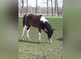 Paint Horse, Stallion, 2 years, 15.1 hh, Tobiano-all-colors