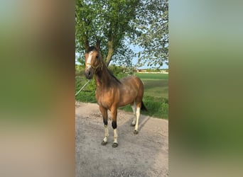 Paint Horse, Stallion, 2 years, 15.2 hh, Buckskin