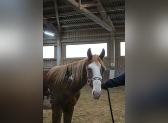 Paint Horse, Stallion, 2 years, 15.2 hh, Overo-all-colors