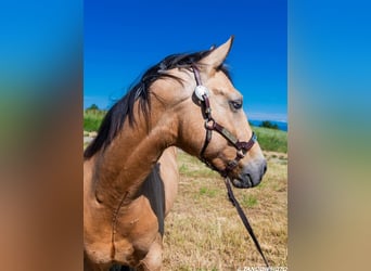 Paint Horse, Stallion, 2 years, 15,1 hh, Overo-all-colors