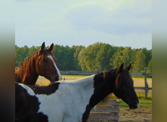 Paint Horse, Stallion, 2 years, 15,1 hh, Tobiano-all-colors