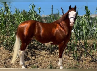 Paint Horse, Stallion, 2 years, Overo-all-colors