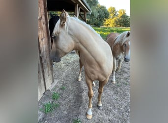 Paint Horse, Stallion, 2 years, Palomino