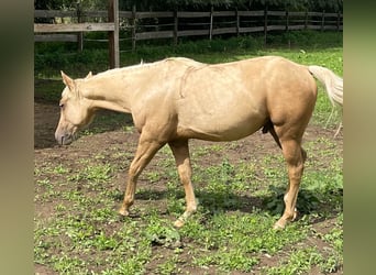 Paint Horse, Stallion, 2 years, Palomino
