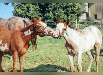 Paint Horse, Stallion, 2 years, Tobiano-all-colors