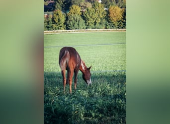 Paint Horse, Stallion, 2 years, Tobiano-all-colors