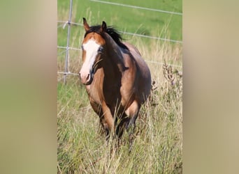 Paint Horse, Stallion, 3 years, 14.1 hh, Roan-Bay