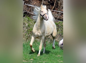 Paint Horse, Stallion, 3 years, 14.2 hh, Champagne