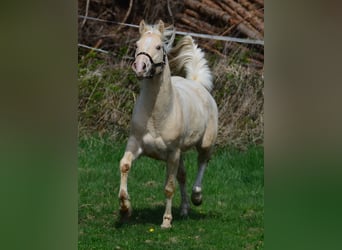 Paint Horse, Stallion, 3 years, 14.2 hh, Champagne
