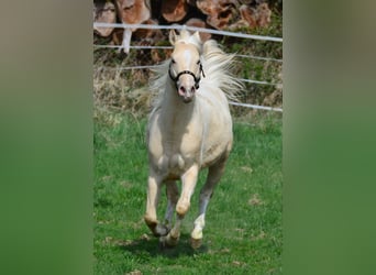 Paint Horse, Stallion, 3 years, 14.2 hh, Champagne