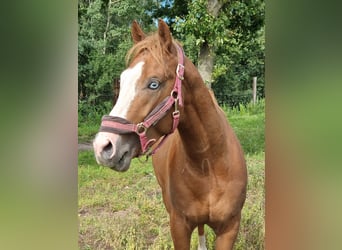 Paint Horse, Stallion, 3 years, 14.2 hh, Chestnut-Red