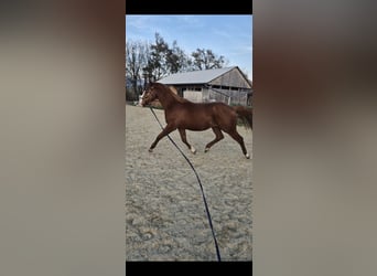 Paint Horse, Stallion, 3 years, 14,2 hh, Chestnut-Red