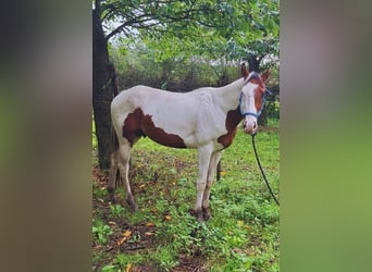 Paint Horse, Hengst, 3 Jahre, 15,2 hh, Tovero-alle-Farben