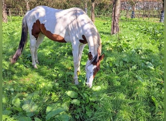 Paint Horse, Stallion, 3 years, 15,2 hh, Tovero-all-colors