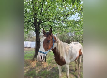 Paint Horse, Stallion, 3 years, 15,2 hh, Tovero-all-colors