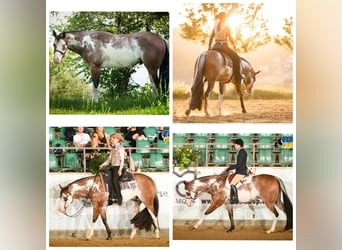 Paint Horse, Stallion, 3 years, 16 hh, Overo-all-colors