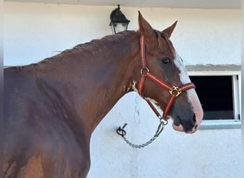 Paint Horse, Stallion, 3 years, 16 hh, Pinto