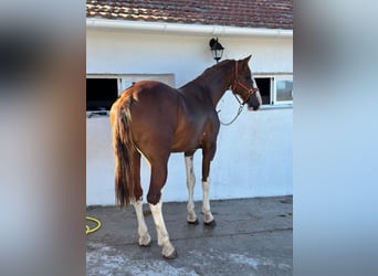 Paint Horse, Stallion, 3 years, 16 hh, Pinto