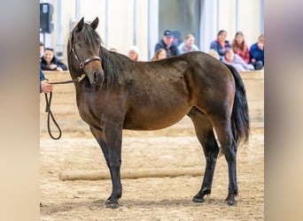 Paint Horse, Stallion, 3 years, Brown