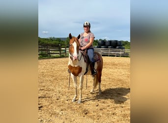 Paint Horse, Stallion, 4 years, 14,1 hh, Overo-all-colors