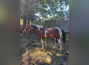 Paint Horse, Stallion, 4 years, 14.2 hh, Pinto