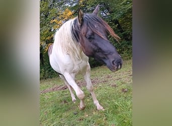 Paint Horse, Stallion, 4 years, 14,3 hh, Pinto
