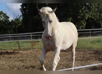 Paint Horse, Stallion, 5 years, 14.2 hh, Champagne