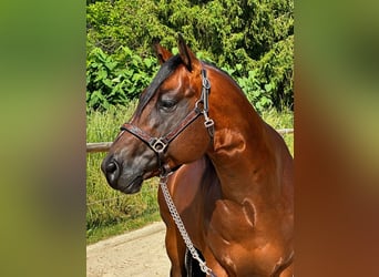 Paint Horse, Hengst, 5 Jahre, 14,3 hh, Brauner