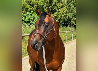 Paint Horse, Stallion, 5 years, 14,3 hh, Brown