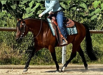 Paint Horse, Stallion, 6 years, 14,3 hh, Brown