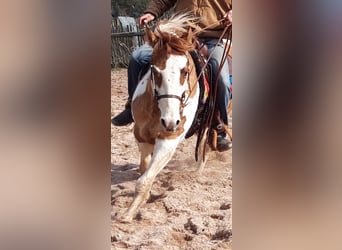 Paint Horse, Stallion, 6 years, 15 hh, Pinto