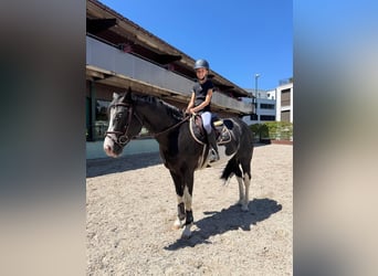 Paint Horse, Stallion, 7 years